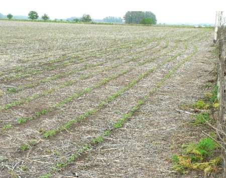Manejo de orugas cortadoras en etapas tempranas del cultivo de maíz - Image 7