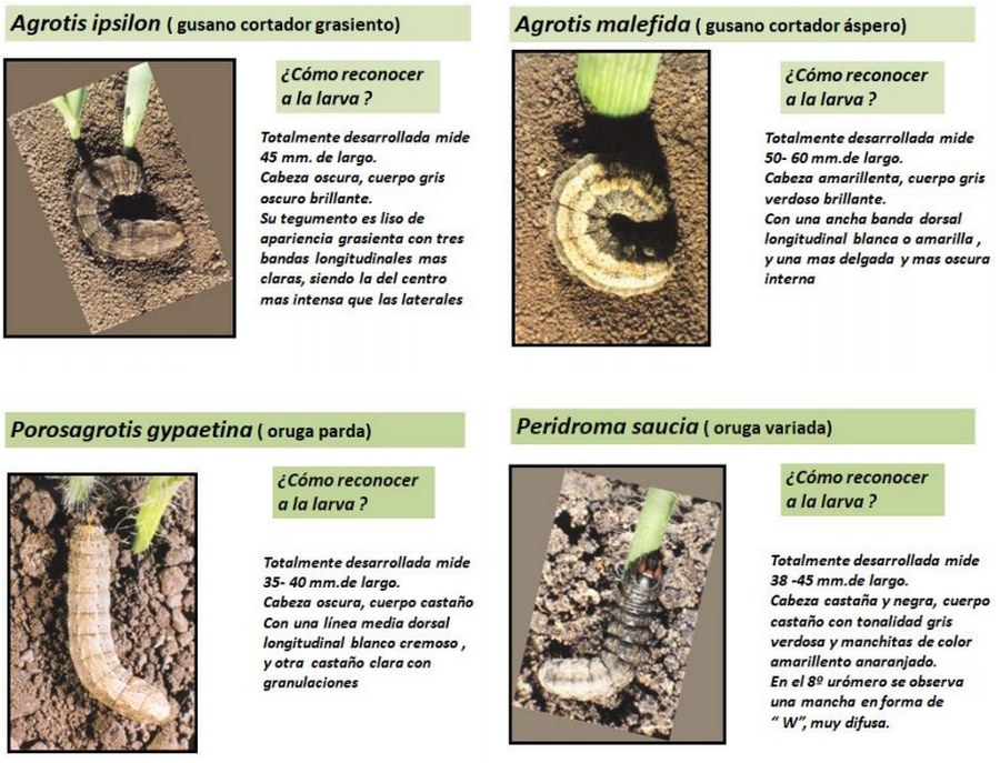 Manejo de orugas cortadoras en etapas tempranas del cultivo de maíz - Image 3