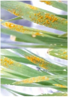 Roya estriada de Trigo: Epidemia en 2017 asociada a la presencia de razas agresivas del patógeno y sus posibles consecuencias - Image 2