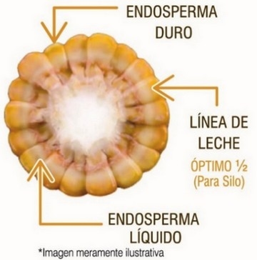 Maíz: Clasificación y usos potenciales - Image 1
