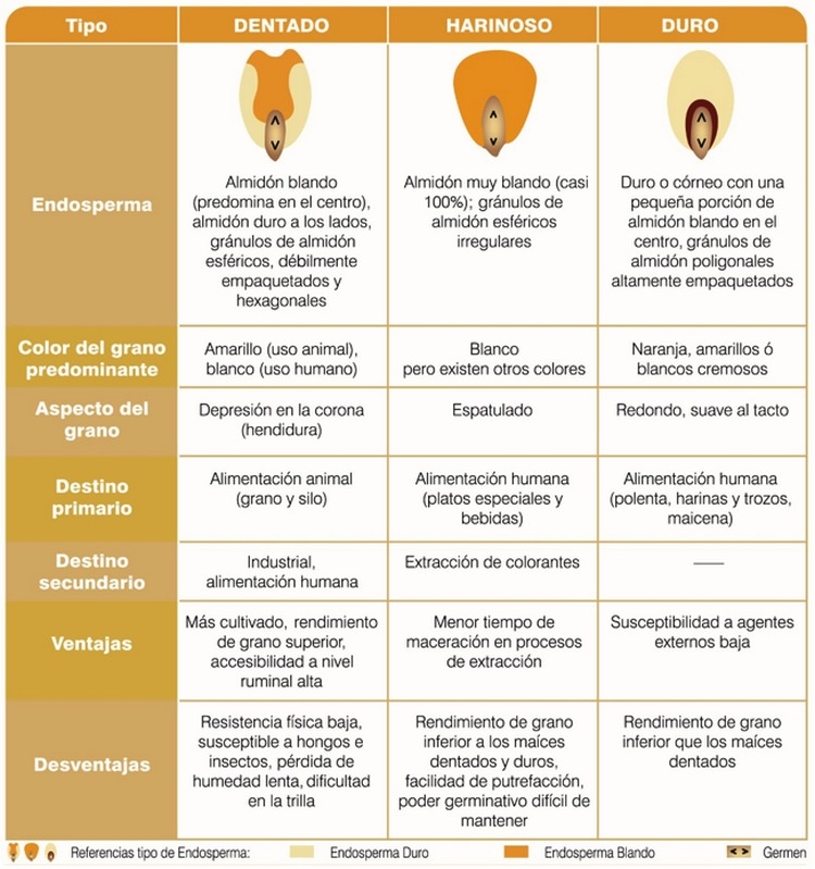 Maíz: Clasificación y usos potenciales - Image 4