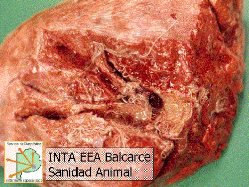 Guía para el diagnóstico de las enfermedades respiratorias de los Bovinos - Image 9