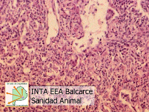 Guía para el diagnóstico de las enfermedades respiratorias de los Bovinos - Image 8