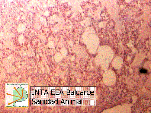 Guía para el diagnóstico de las enfermedades respiratorias de los Bovinos - Image 12