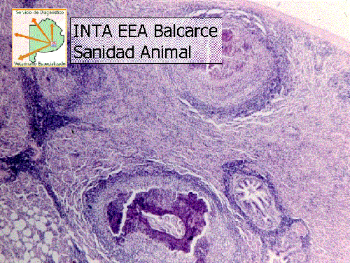 Guía para el diagnóstico de las enfermedades respiratorias de los Bovinos - Image 10