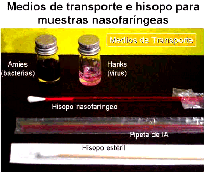 Guía para el diagnóstico de las enfermedades respiratorias de los Bovinos - Image 2
