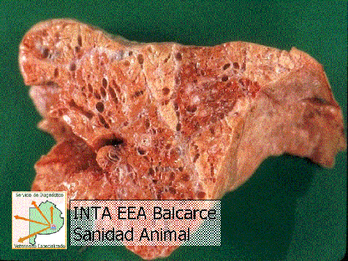 Guía para el diagnóstico de las enfermedades respiratorias de los Bovinos - Image 11