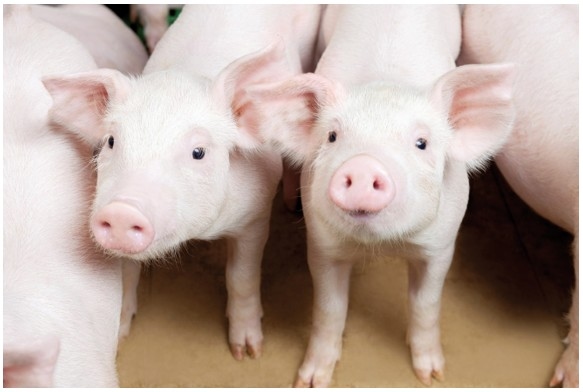 Nutrición de lechones en recría: Oportunidades y desafíos frente al uso prudente de los antimicrobianos - Image 1