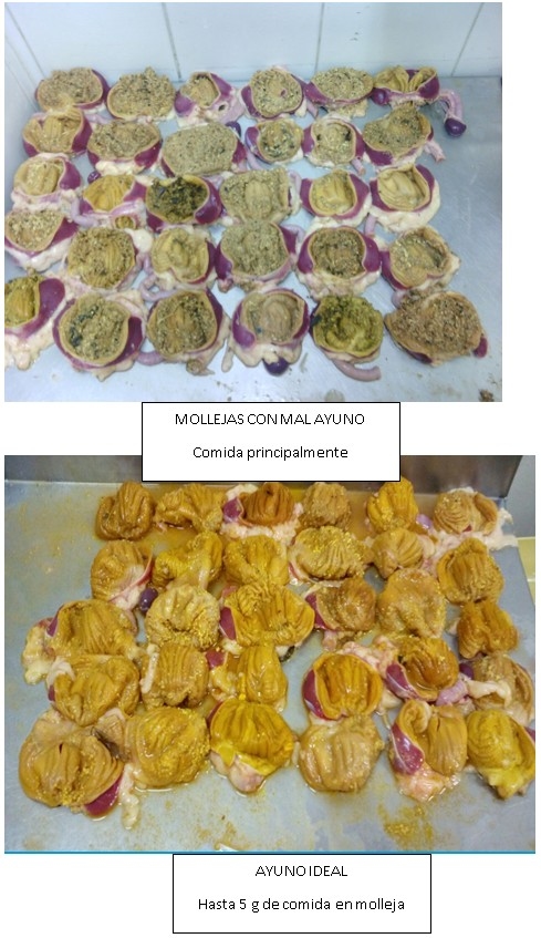 El arte de finalizar el pollo - Image 5