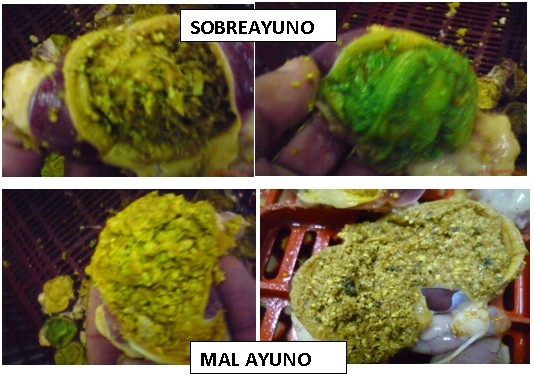 El arte de finalizar el pollo - Image 3