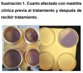 Eficacia de la Ozonoterapia en el Control de Mastitis Bovina - Image 17