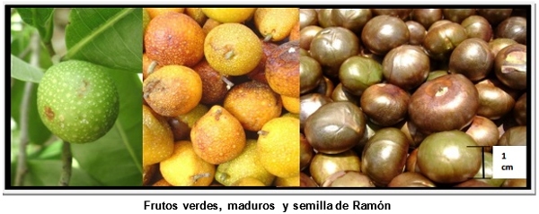 El ramón o ujuxte (Brosimun alicastrum) y su incidencia en el desarrollo rural del país - Image 1