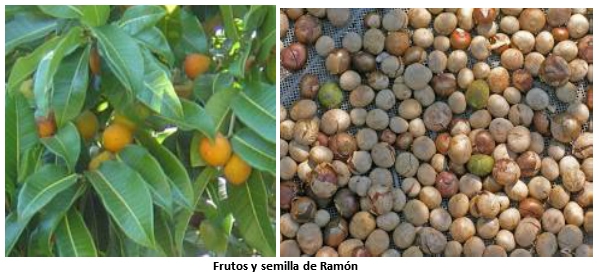 El ramón o ujuxte (Brosimun alicastrum) y su incidencia en el desarrollo rural del país - Image 3