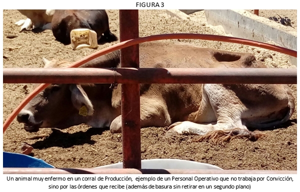El capital humano base de la rentabilidad en el negocio de la carne - Image 3