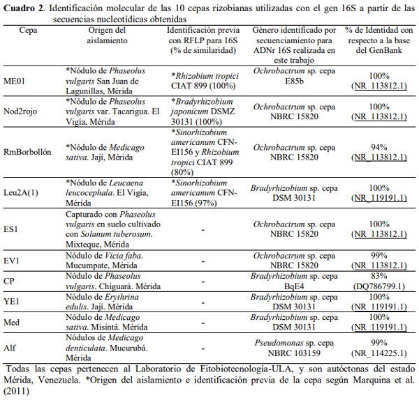 Germinación y crecimiento de plántulas de pimentón y lechuga inoculadas con rizobios e identificación molecular de las cepas - Image 5