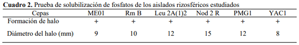 Efecto de bacterias rizosféricas en la germinación y crecimiento del Pimentón Capsicum Annuum l. Var. Cacique gigante - Image 2