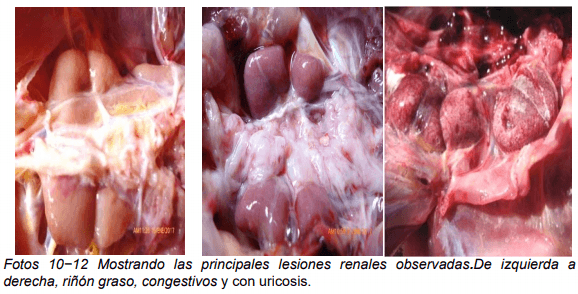 Influencia de un suplemento nutricional conteniendo ácido glicirricínico sobre la presencia de hígado graso hemorrágico en ponedoras comerciales - Image 10