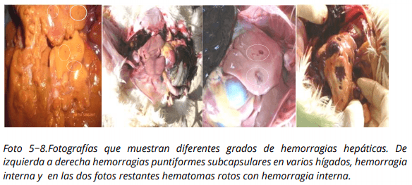 Influencia de un suplemento nutricional conteniendo ácido glicirricínico sobre la presencia de hígado graso hemorrágico en ponedoras comerciales - Image 5