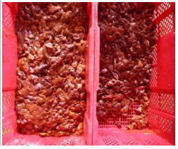 Influencia de un suplemento nutricional conteniendo ácido glicirricínico sobre la presencia de hígado graso hemorrágico en ponedoras comerciales - Image 8
