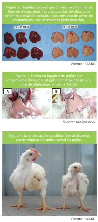 Micotoxinas en la avicultura: Efectos en la rentabilidad, medidas de prevención y control (Parte 1) - Image 3
