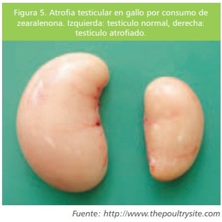 Micotoxinas en la avicultura: Efectos en la rentabilidad, medidas de prevención y control (Parte 1) - Image 4