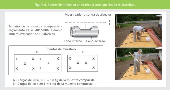 Micotoxinas en la avicultura: Efectos en la rentabilidad, medidas de prevención y control (Parte 2) - Image 2