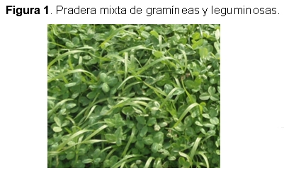 Forrajes: Cuidados a tener en cuenta con los muestreos - Image 1