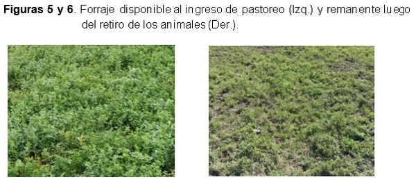 Forrajes: Cuidados a tener en cuenta con los muestreos - Image 8