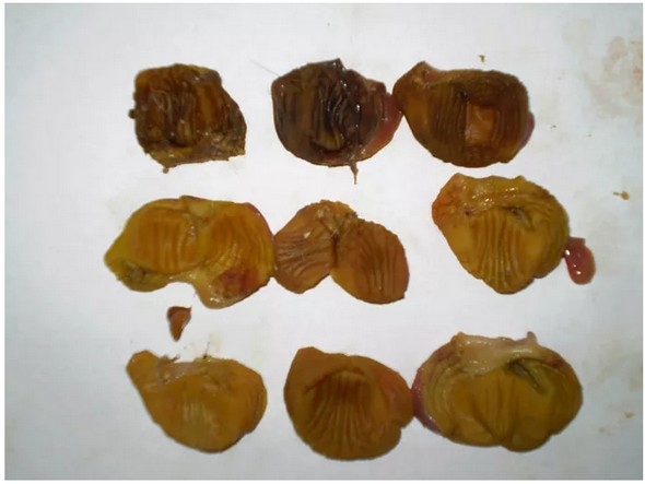 Análisis de Materias Primas: Harinas de carne y hueso (PT IV) - Image 2