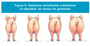 Oxitocina: Hormona facilitadores de la propagación de la especie - Image 8