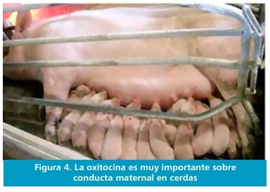 Oxitocina: Hormona facilitadores de la propagación de la especie - Image 4