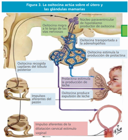 Oxitocina: Hormona facilitadores de la propagación de la especie - Image 2