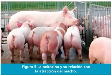 Oxitocina: Hormona facilitadores de la propagación de la especie - Image 5