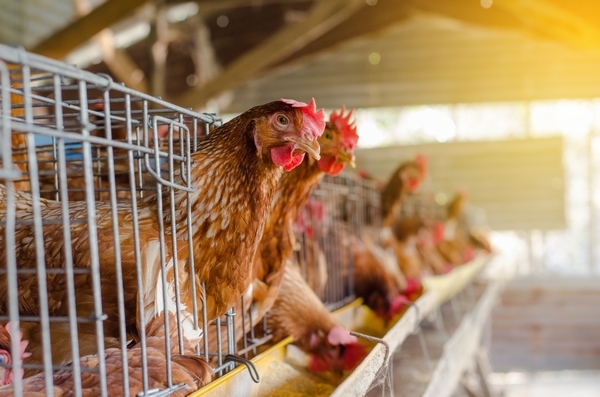 Análisis de la problemática de huevo con sangre en gallinas y propuestas de soluciones - Image 3