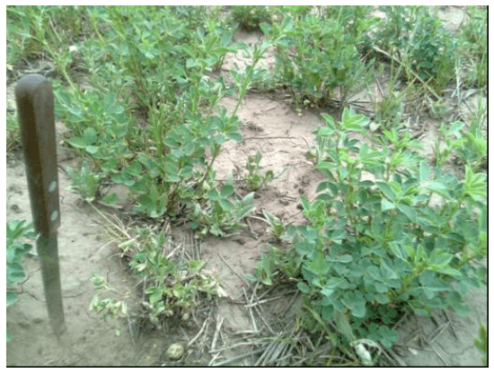 Calidad de pasturas megatérmicas y templadas en el Sudoeste Bonaerense - Image 7