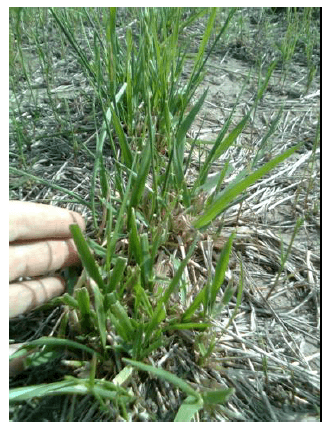 Calidad de pasturas megatérmicas y templadas en el Sudoeste Bonaerense - Image 5