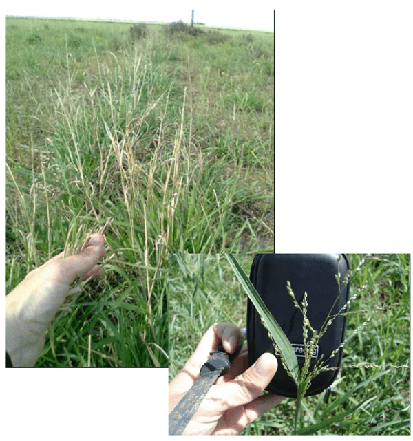 Calidad de pasturas megatérmicas y templadas en el Sudoeste Bonaerense - Image 4