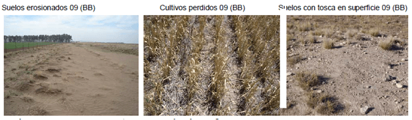 Calidad de pasturas megatérmicas y templadas en el Sudoeste Bonaerense - Image 1