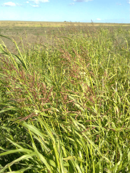 Calidad de pasturas megatérmicas y templadas en el Sudoeste Bonaerense - Image 9