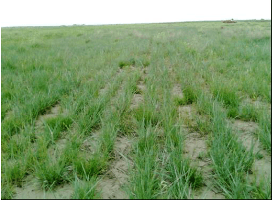 Calidad de pasturas megatérmicas y templadas en el Sudoeste Bonaerense - Image 8