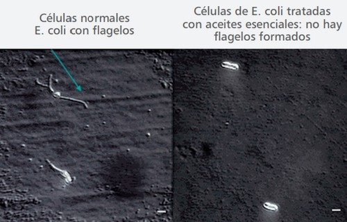 Los aceites esenciales (AE) como aditivos alimenticios en los porcinos - Image 3