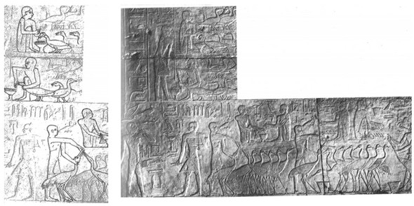 Importancia de la avicultura. Las aves en el Antigüo Egipto - Image 6