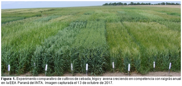 Crecimiento de raigrás en competencia con cereales de invierno - Image 2