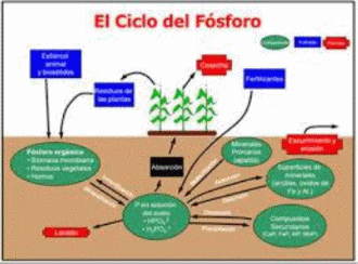 Balance y dinámica de las formas de fósforo edáfico y su disponibilidad para el trigo - Image 1