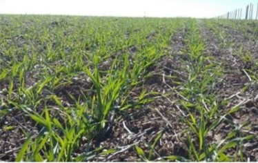 Efecto del cultivo antecesor y de la fertilización foliar en trigo - Image 1