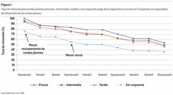 6 factores críticos para el manejo exitoso de las cerdas jóvenes - Image 1
