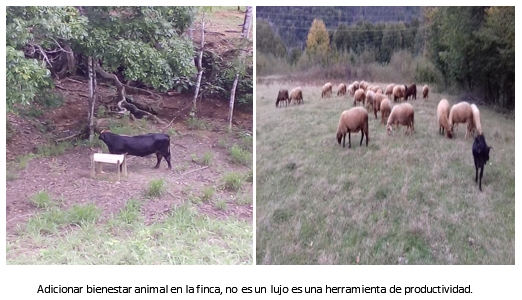 El bienestar animal en cifras. - Image 1