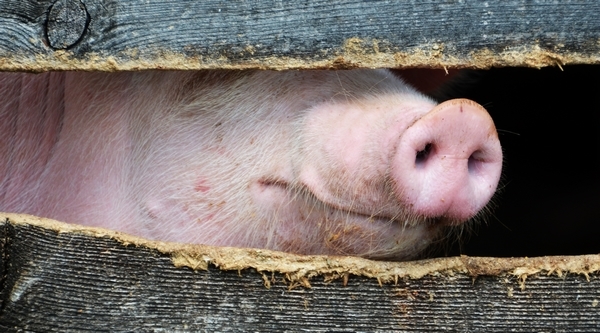 Procesos fisiológicos de digestión de la proteína y producción de amoníaco en preiniciadores - Image 1