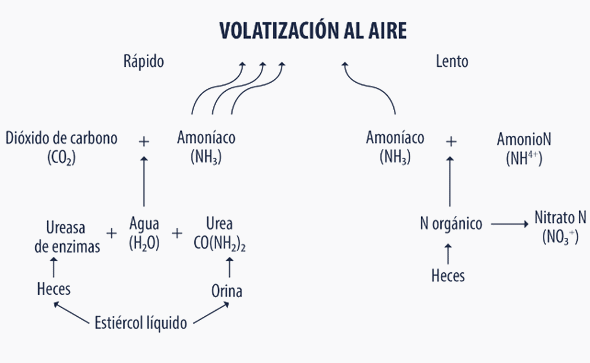 Procesos fisiológicos de digestión de la proteína y producción de amoníaco en preiniciadores - Image 5