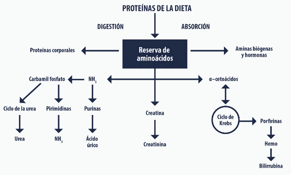 Procesos fisiológicos de digestión de la proteína y producción de amoníaco en preiniciadores - Image 2